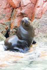 Sea lions fighting for a rock in the peruvian coast at Ballestas