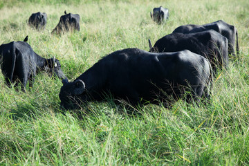 water buffalo eating grass in field
