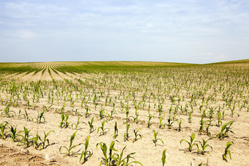 Fototapeta na wymiar corn . Agricultural field 