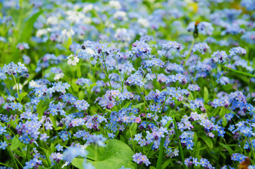 Abstract soft tender pastel floral background from forget-me-not  flowers blossoming in spring time