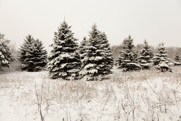 Spruce winter . close-up 