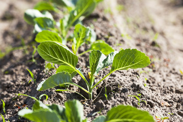 sprout cabbage .  field.