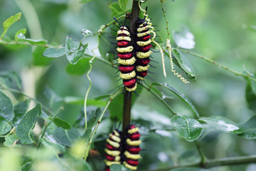 colorful butterfly worm in nature