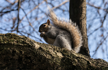 Obraz premium Scoiattolo