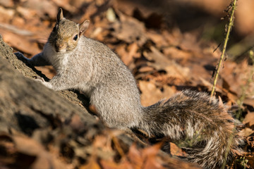Scoiattolo
