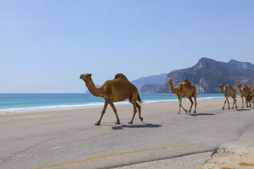 Papier Peint photo autocollant Chameau Chameaux sur une route à Oman.