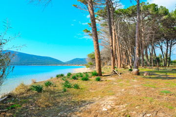 Mugoni pine forest and blue sea