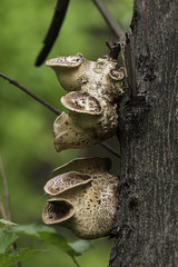 composizione verticale di una colonia di funghi sopra la corteccia di un tronco d’albero