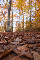 Obraz na płótnie Canvas View of the forest floor during autumn