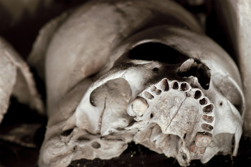 Skull of Cemetery in Naples - Italy