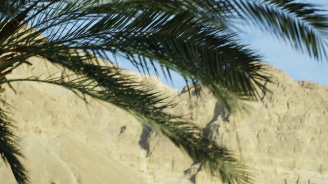 Royalty Free Stock Video Footage panorama of Ein Gedi palm trees shot in Israel at 4k with Red.