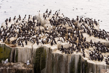 Guillemot's on Farne Islands, Northumberland, UK