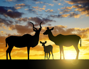 Silhouette Greater kudu at sunset