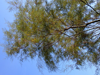 Tamarix against the blue sky