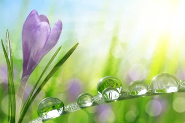 Crédence de cuisine en verre imprimé Crocus Fleur de printemps Crocus et herbe verte avec des gouttes d& 39 eau. Fond naturel.