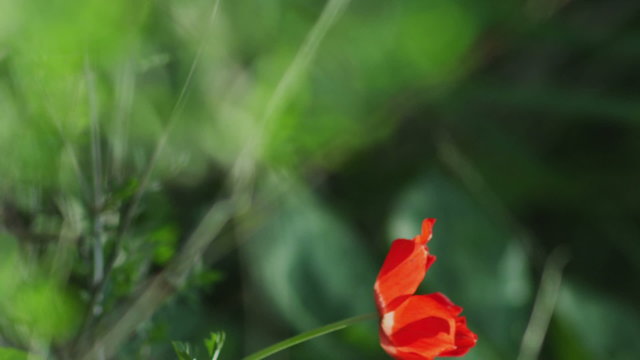 Royalty Free Stock Video Footage of a lone red flower in the breeze shot in Israel at 4k with Red.