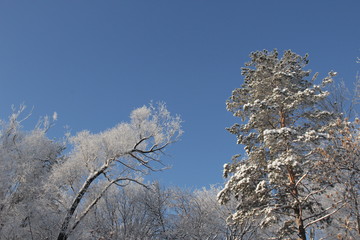 Winter forest under snow, view from the ground