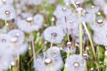 White dandelion  . seeds.