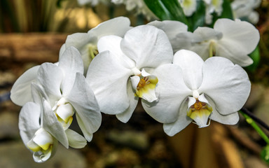 Popular decorative house orchid Dendrobium nobile. Closeup