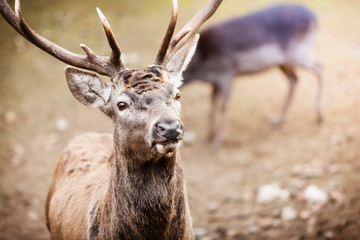 Red deer stag in autumn fall forest