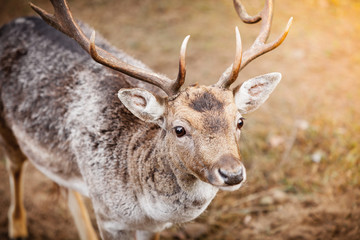 Red deer stag in autumn fall forest