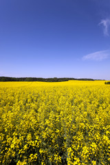 Obraz premium Rape field . Blue sky.