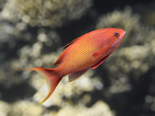 Lyretail anthias fish in sea water, sea goldie closeup macro