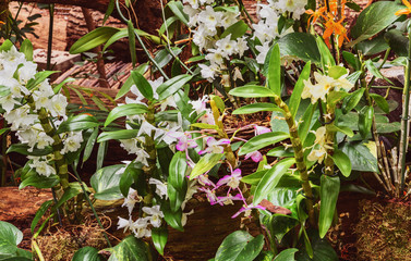 Orchids Dendrobium nobile  in the greenhouse