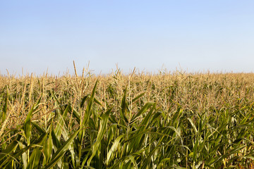 field with corn  