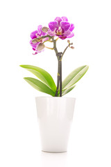 Fototapeta na wymiar Orchid in flowerpot