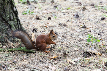 red squirrel.  forest