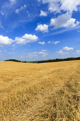 harvesting cereals  . field 