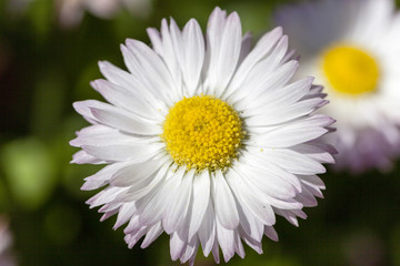 Obraz premium white flowers . flowerbed