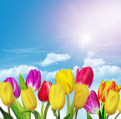Spring flowers tulips on the background of blue sky with clouds