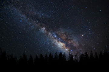 Fototapeta na wymiar Milky way and silhouette of tree on a night sky