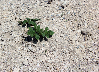 Small potato sprout on stony arid soil. Dry land farming.