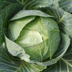 close-up of fresh cabbage