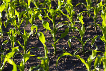 corn plants  . spring