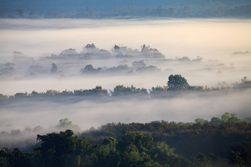 Fog in forest at Khao-kho Phetchabun,Thailand