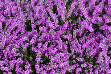 Fototapeta na wymiar background of common heather or calluna vulgaris