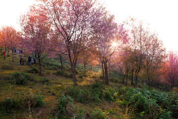 Obraz na płótnie Canvas Morning sunrise branch with pink sakura blossoms in Phu Lom Lo,L