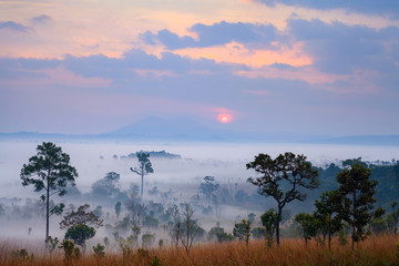 Fototapeta premium Misty morning sunrise at Thung Salang Luang National Park Phetch