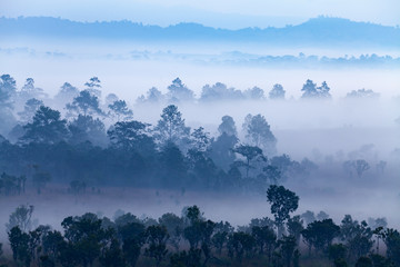 Fog in forest at Thung Salang Luang National Park Phetchabun,Tha