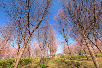 Sakura flowers blooming blossom in PhuLomLo Loei Province, Thail