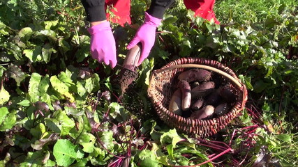 Gardener harvesting and cleaning with knife beetroot in vegetable garden and placing them in wicker basket - Powered by Adobe