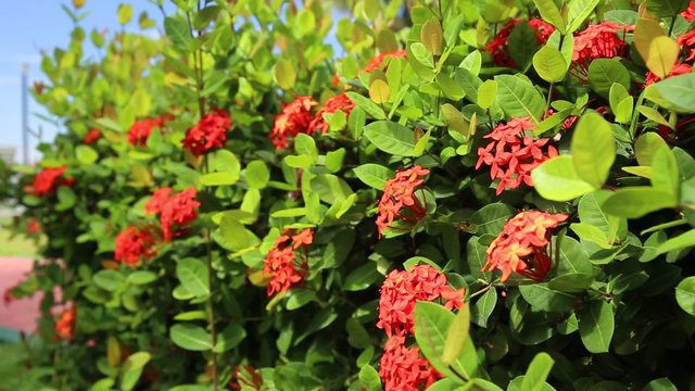 Ixora tropical flowers. Closeup. Outdoors
