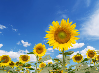  sun flower against a blue sky