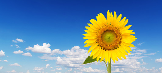 Yellow sunflower and blue sky