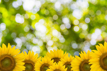 Obraz premium Beautiful Nature Bokeh