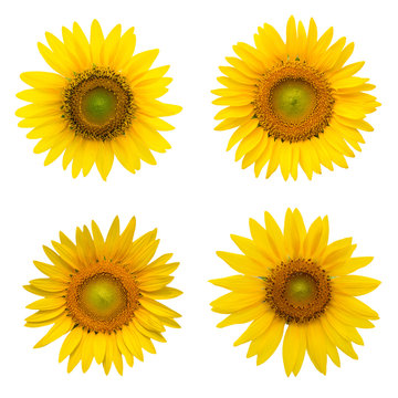 set of sunflower isolated on white background